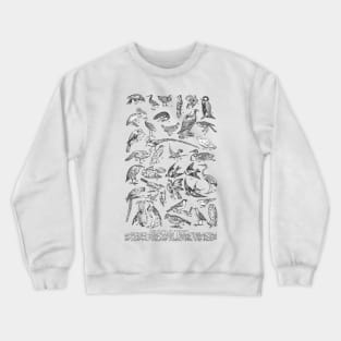 TYPES OF LAND AND WATER BIRDS VINTAGE ILUSTRATION Crewneck Sweatshirt